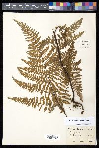 Hypolepis rugosula image