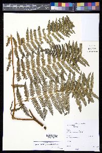 Hypolepis parallelogramma image