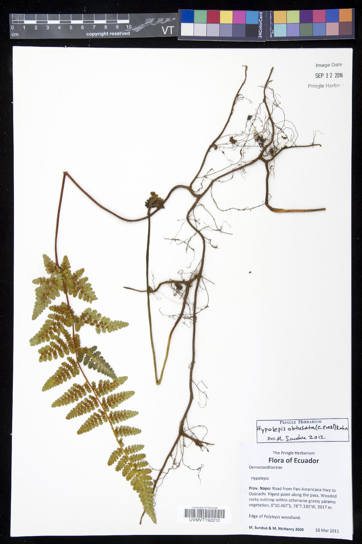 Hypolepis crassa image