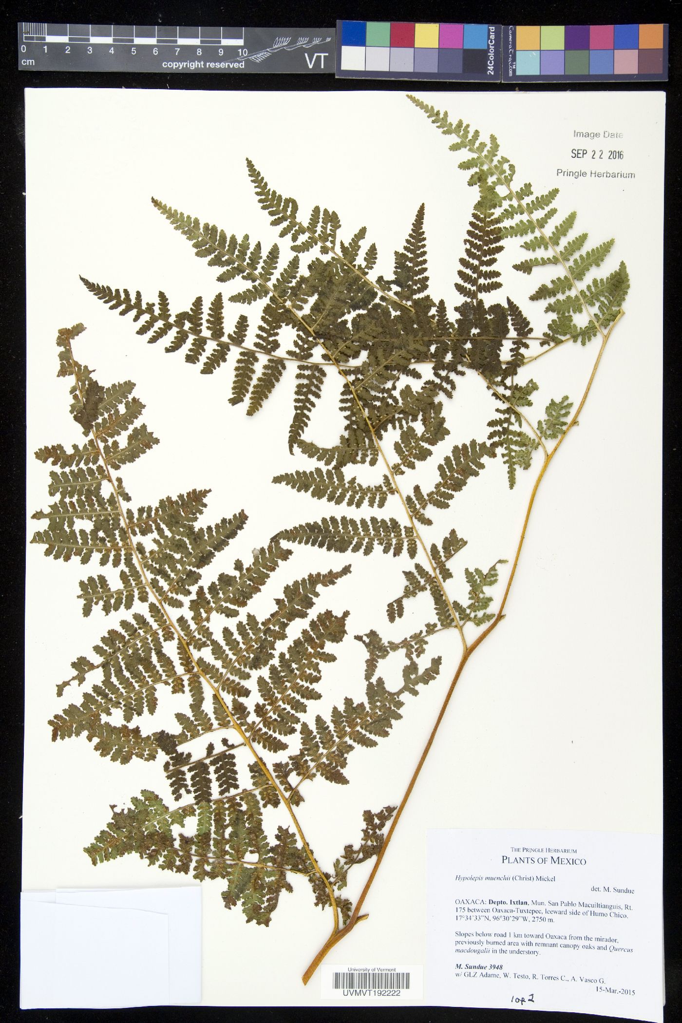 Hypolepis muenchii image