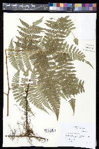 Hypolepis repens image