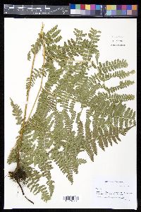 Hypolepis repens image