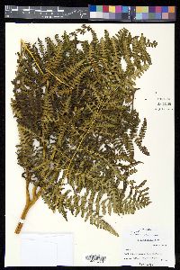 Hypolepis flexuosa image