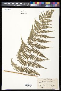 Hypolepis repens image