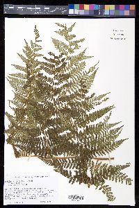 Hypolepis repens image