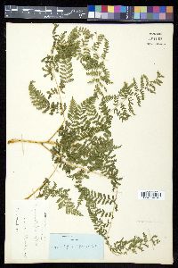 Hypolepis barringtonii image