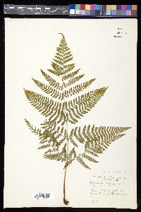 Hypolepis barringtonii image