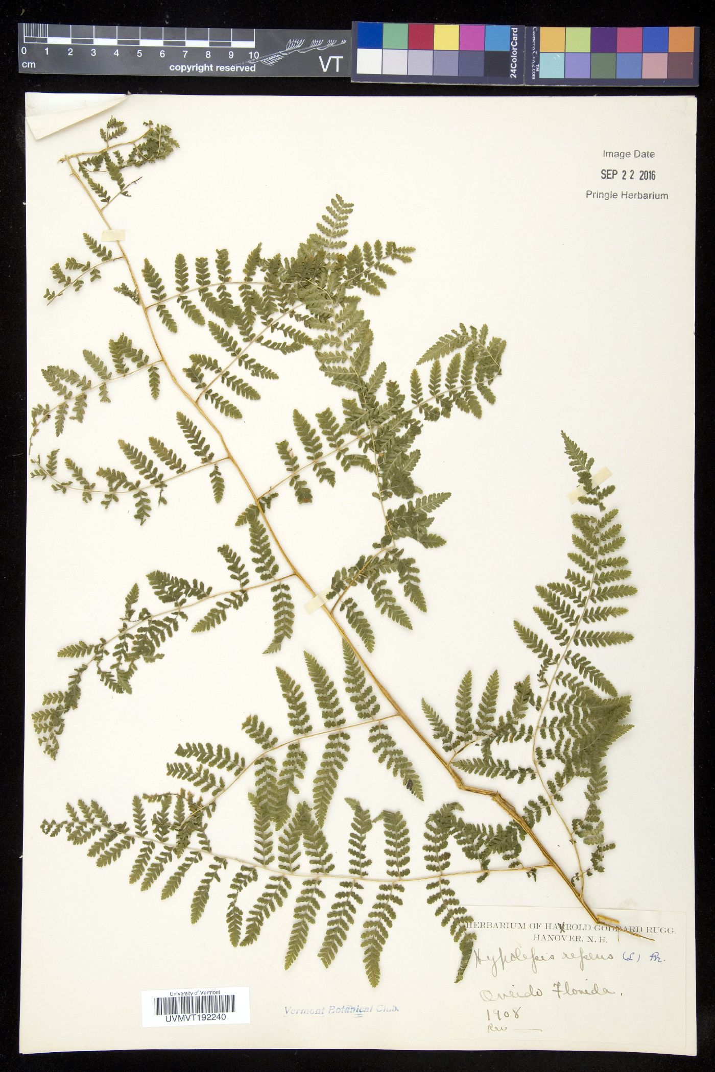 Hypolepis barringtonii image