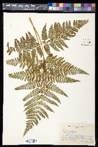 Hypolepis barringtonii image