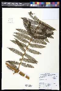 Dennstaedtia resinifera image