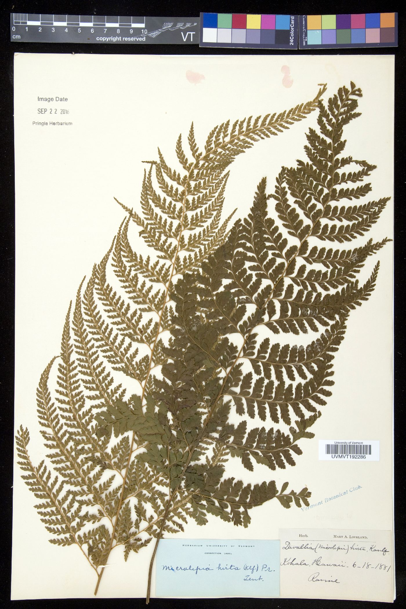 Microlepia hirta image