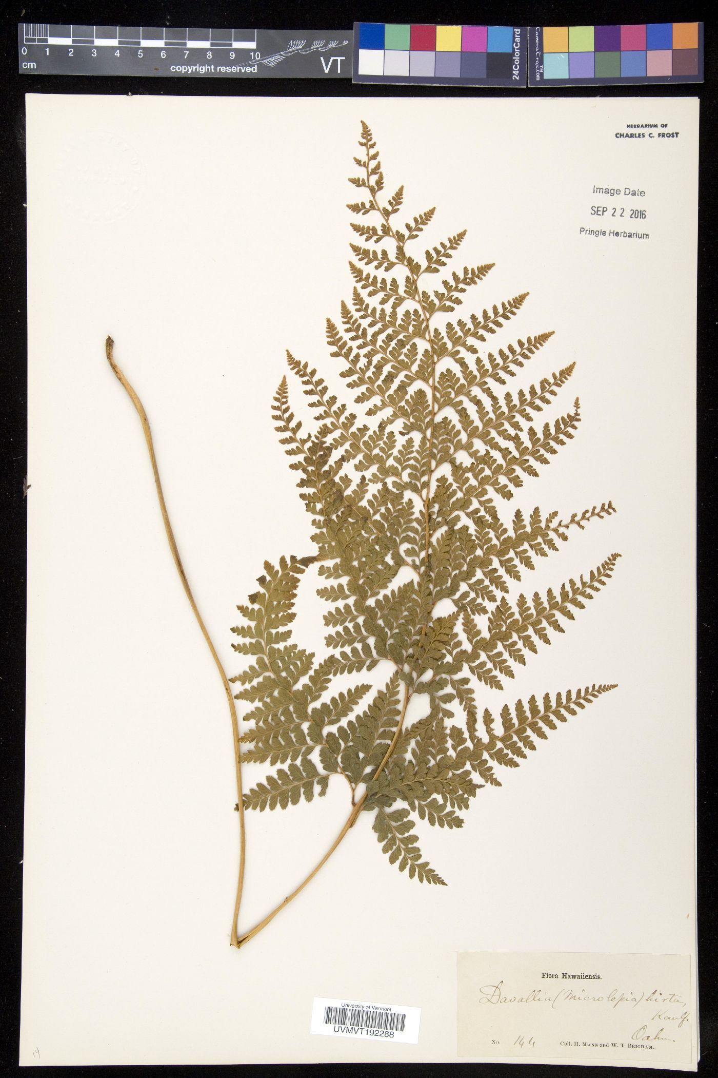 Microlepia hirta image