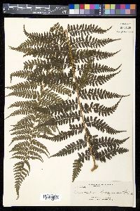 Microlepia todayensis image