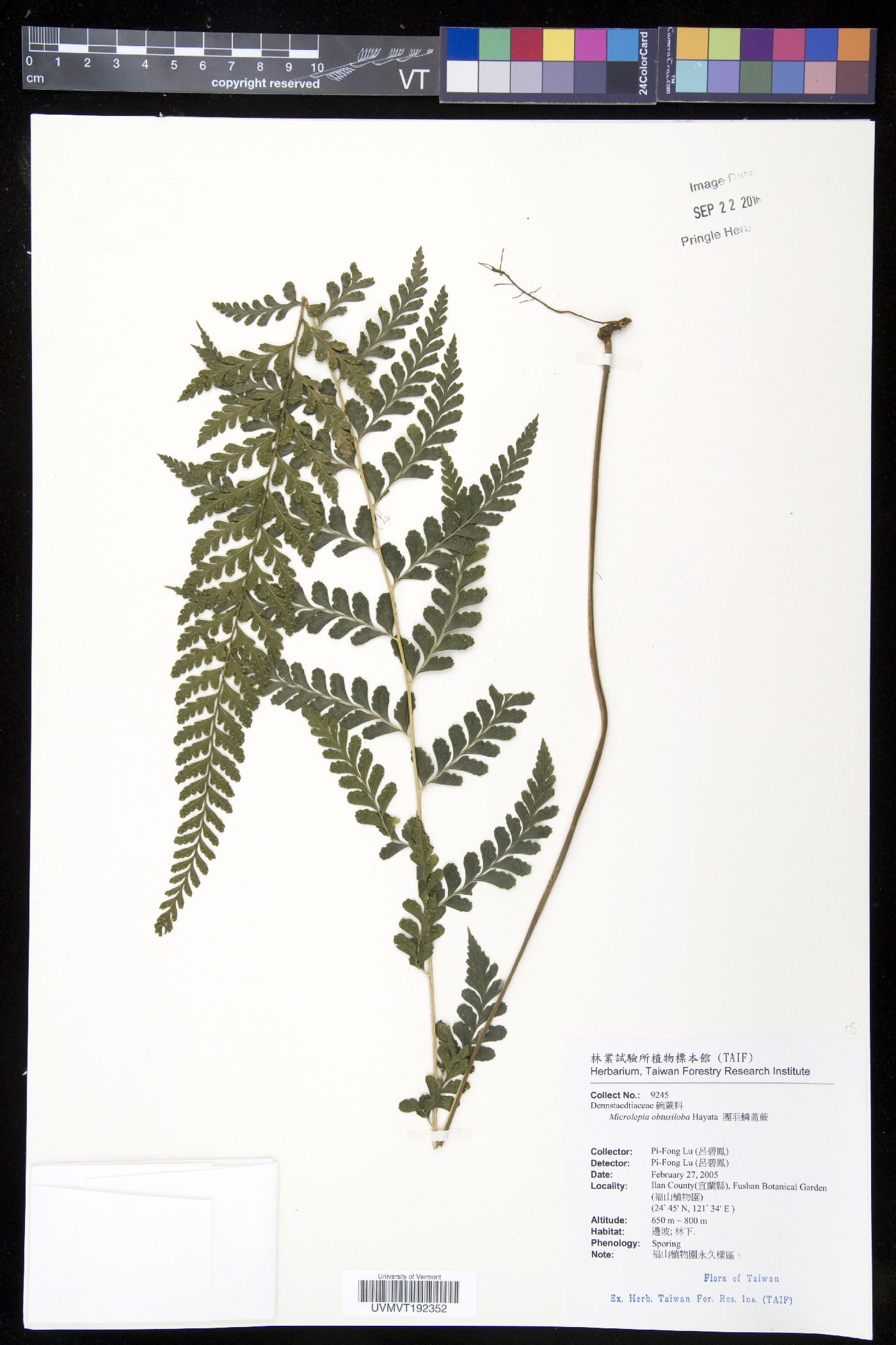 Microlepia obtusiloba image