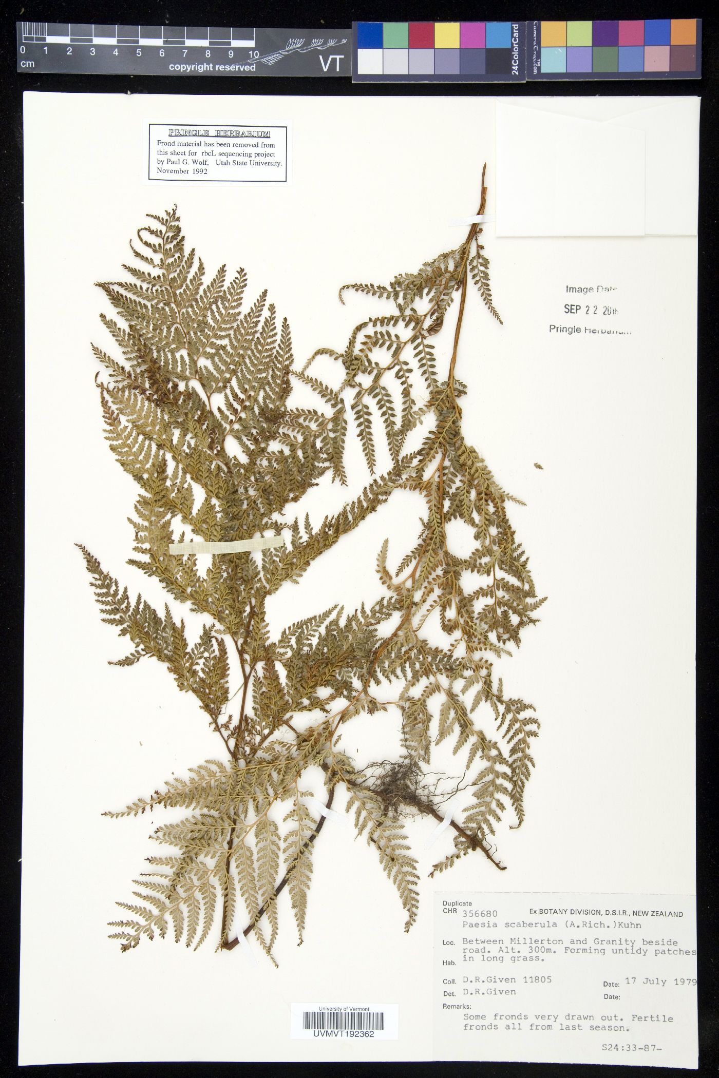 Paesia image