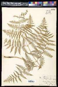 Pteridium caudatum image
