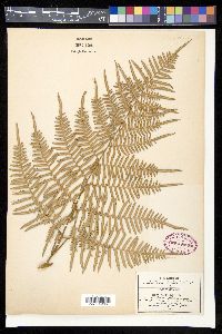 Pteridium aquilinum var. esculentum image