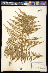 Pteridium aquilinum var. esculentum image