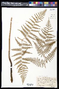 Pteridium arachnoideum image