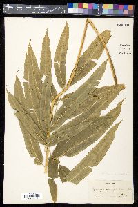 Coniogramme fraxinea image