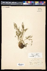 Cryptogramma acrostichoides image