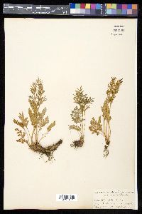 Cryptogramma acrostichoides image