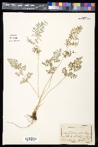 Cryptogramma acrostichoides image