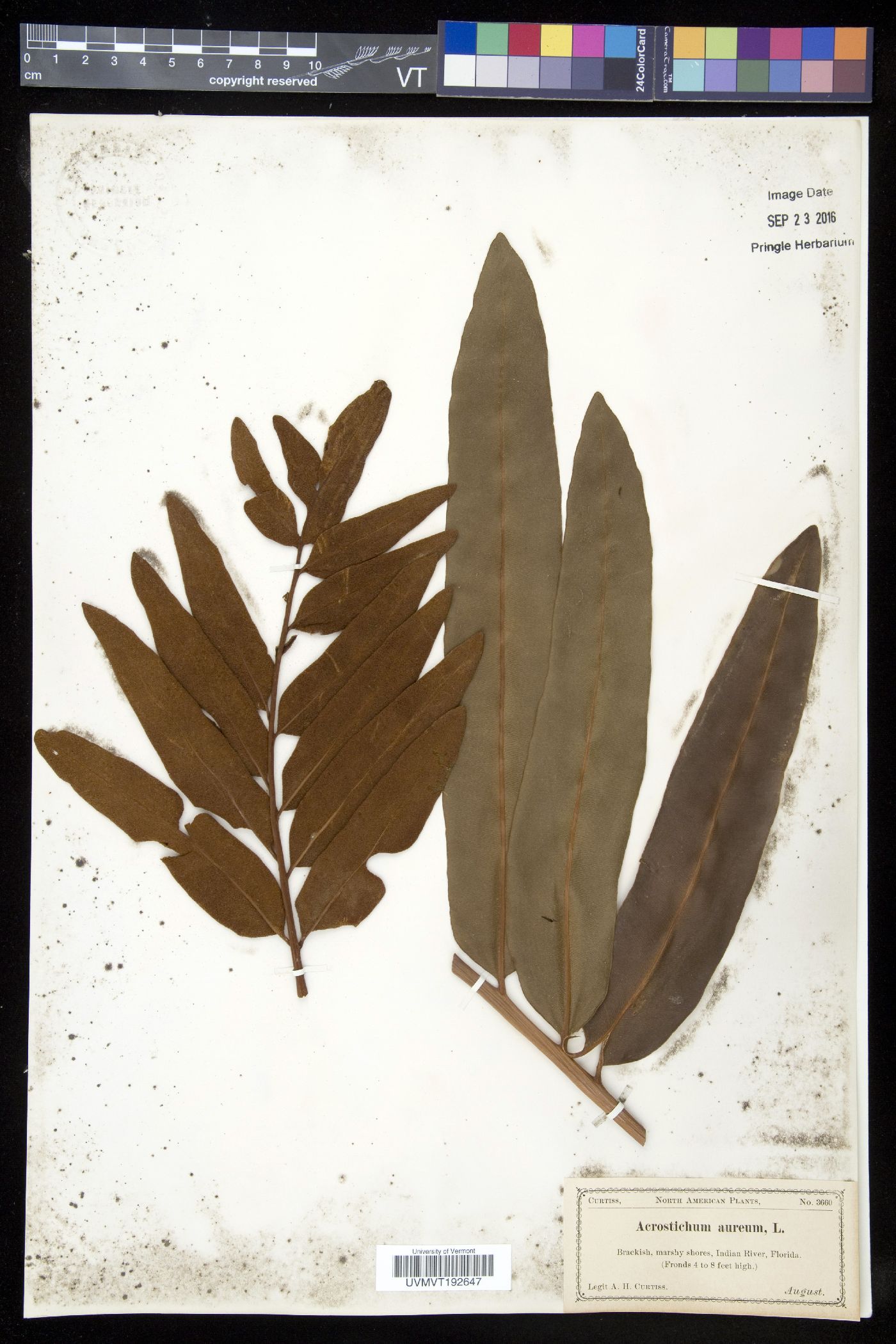Acrostichum aureum image