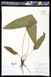 Acrostichum speciosum image