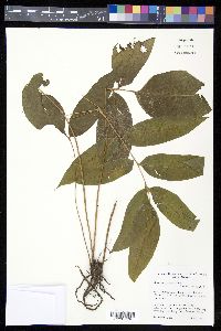 Acrostichum speciosum image