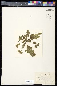 Ceratopteris pteridoides image