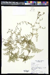 Eriosorus flexuosus image