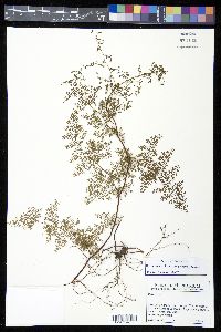 Eriosorus flexuosus image