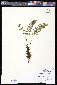 Eriosorus congestus image