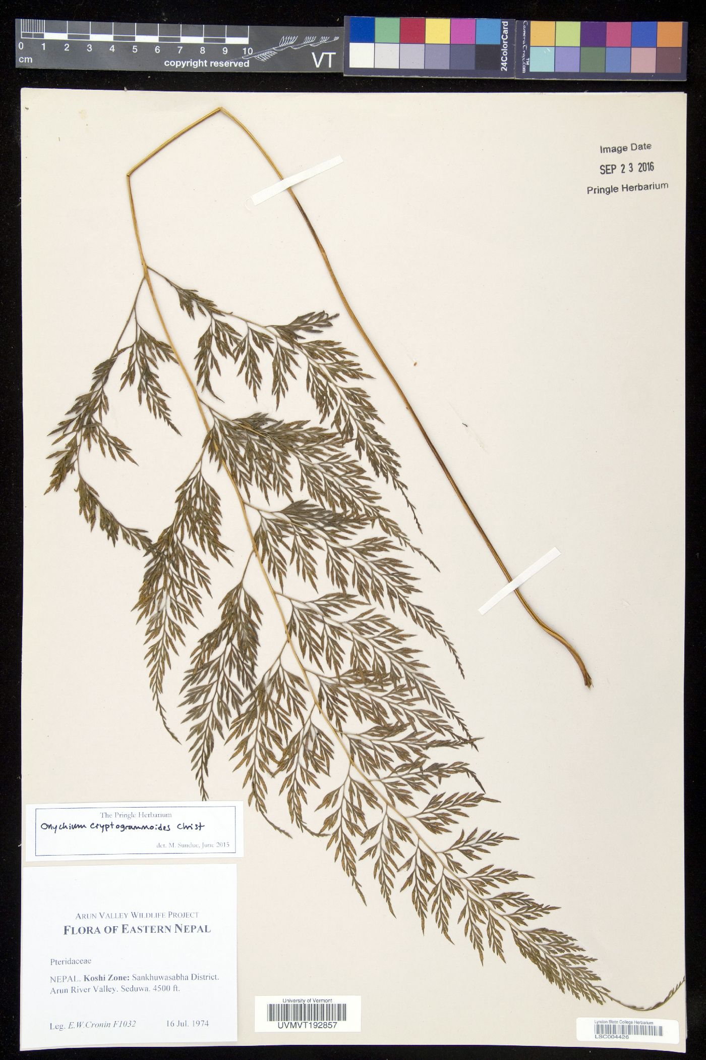 Onychium cryptogrammoides image