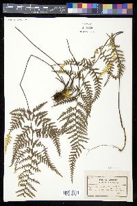 Pityrogramma austroamericana image