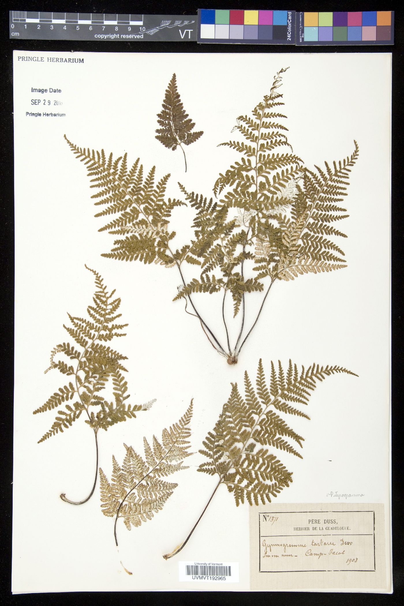 Pityrogramma chrysophylla image