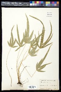 Pteris cretica image