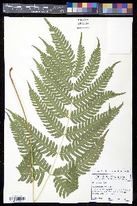 Pteris biaurita image