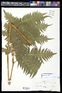 Pteris arborea image