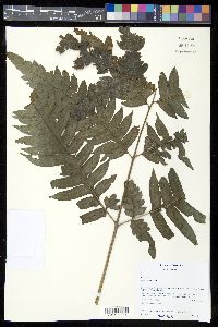 Pteris altissima image
