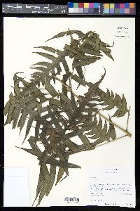Pteris altissima image
