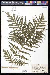 Pteris altissima image
