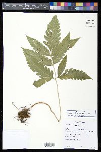 Pteris altissima image