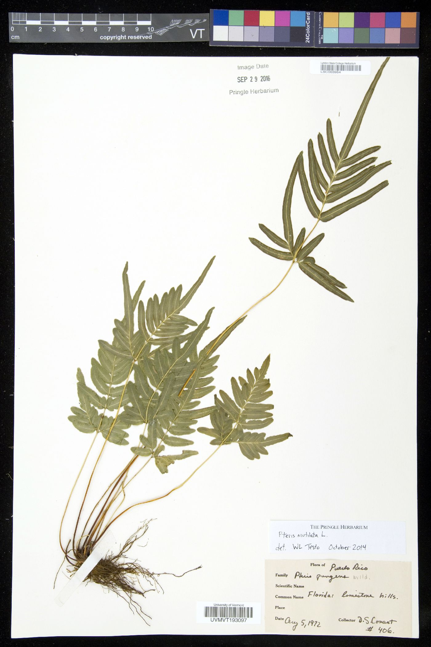 Pteris mutilata image