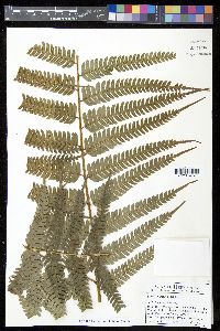 Pteris muricata image