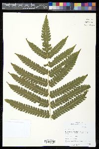 Pteris podophylla image