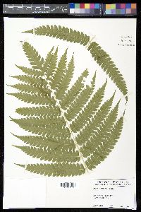Pteris altissima image