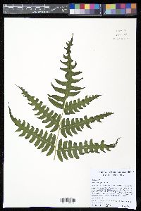 Pteris podophylla image