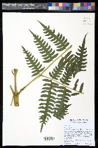 Pteris podophylla image
